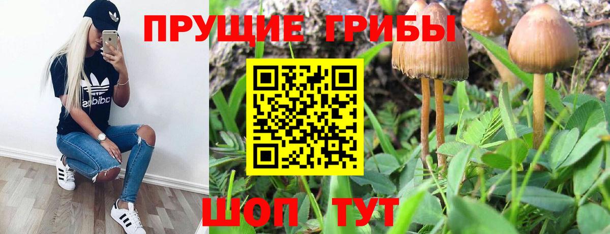 Псилоцибиновые грибы Psilocybe Нальчик